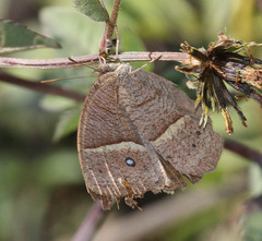 Brakefieldia perspicua