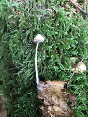 Mycena rubromarginata