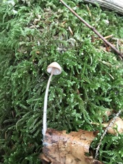 Mycena rubromarginata