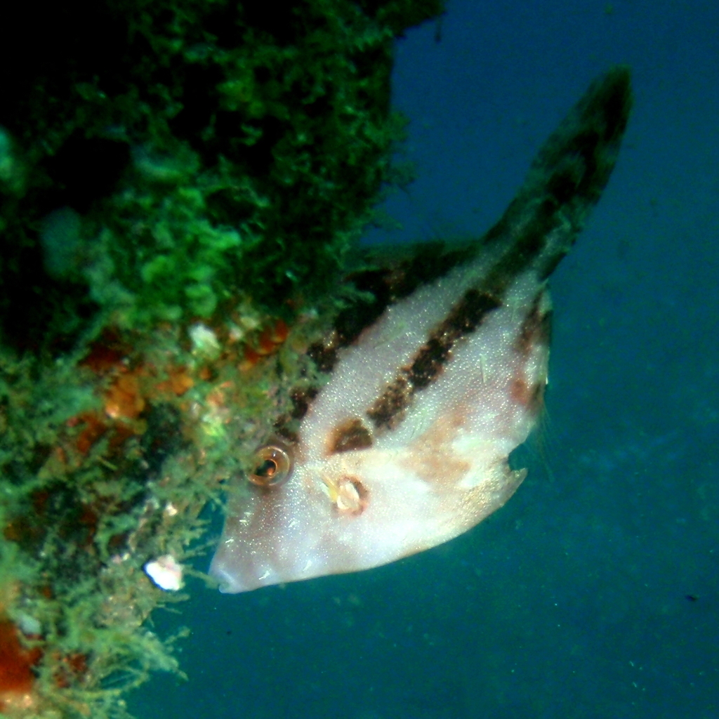 Paramonacanthus