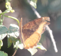 Eurytela dryope