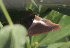 Eurytela hiarbas