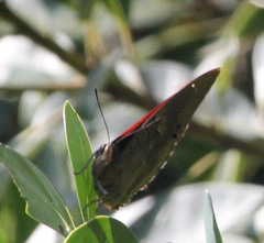 Charaxes brutus
