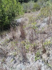 Schizachyrium condensatum