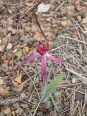 Caladenia rosella