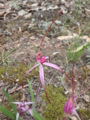 Caladenia rosella