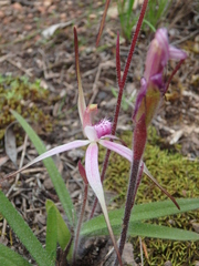 Caladenia rosella