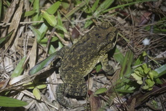 Duttaphrynus melanostictus