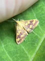 Pyrausta phoenicealis