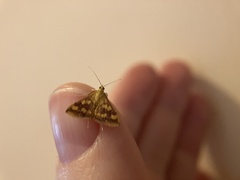 Pyrausta phoenicealis