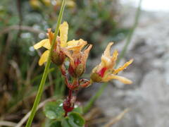 Hypericum nummularium