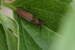 Oxacis trimaculata