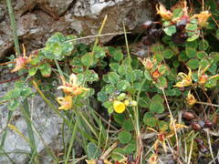 Hypericum nummularium