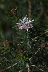 Agathosma foetidissima
