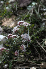 Agathosma foetidissima