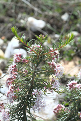 Agathosma foetidissima