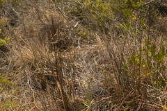 Schizachyrium condensatum