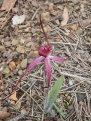 Caladenia rosella
