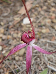 Caladenia rosella