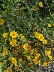 Pulicaria dysenterica