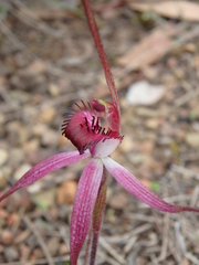 Caladenia rosella