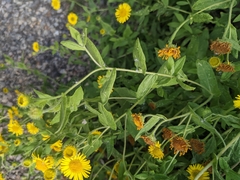 Pulicaria dysenterica