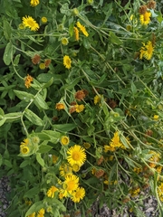 Pulicaria dysenterica