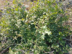 Quercus garryana breweri