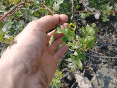 Quercus garryana breweri