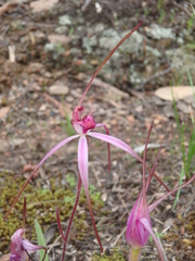 Caladenia rosella