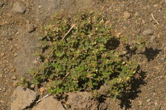 Stylosanthes viscosa