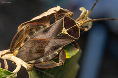 Petascelis remipes