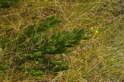 Crotalaria spectabilis observed 2022-08-17