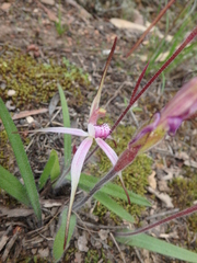 Caladenia rosella