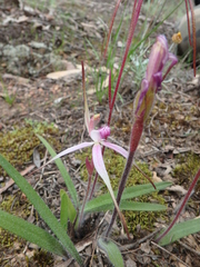 Caladenia rosella