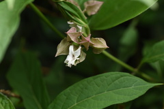 Clerodendrum fortunatum