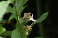 Clerodendrum fortunatum