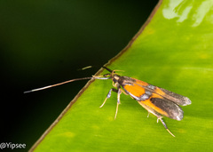 Tisis helioclina