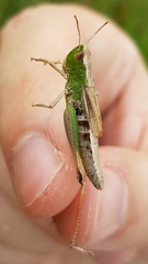 Pseudochorthippus parallelus