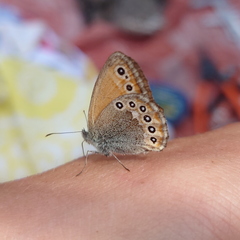 Coenonympha amaryllis