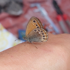 Coenonympha amaryllis