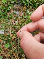 Carex lachenalii