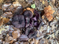Laccaria violaceonigra