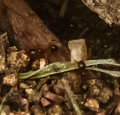Pheidole megacephala
