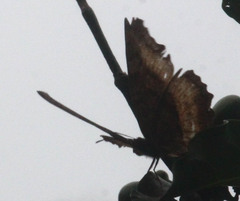 Eurytela dryope