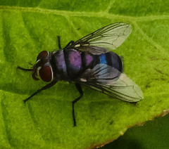 Chrysomya marginalis