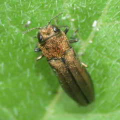 Agrilus arizonicus