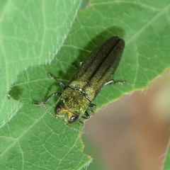 Agrilus arizonicus