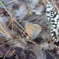 Coenonympha amaryllis