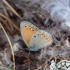 Coenonympha amaryllis